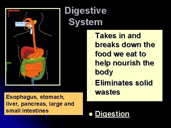 Digestive System Takes in and breaks down the food we eat to help nourish