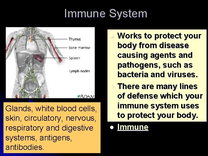 Immune System l l Glands, white blood cells, skin, circulatory, nervous, respiratory and digestive