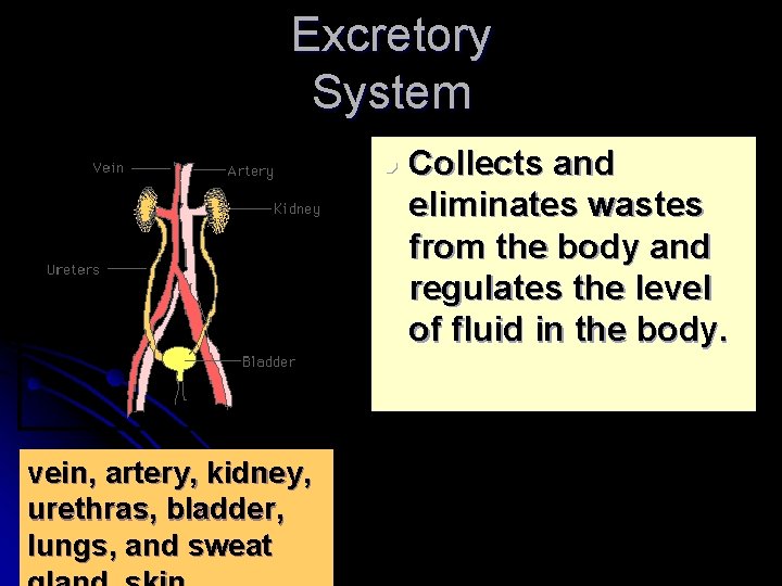 Excretory System l vein, artery, kidney, urethras, bladder, lungs, and sweat Collects and eliminates