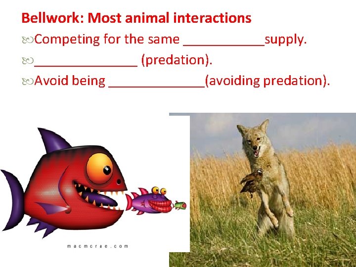 Bellwork: Most animal interactions Competing for the same ______supply. _______ (predation). Avoid being _______(avoiding