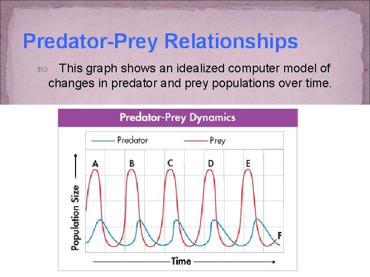 Predator-Prey Relationships This graph shows an idealized computer model of changes in predator and
