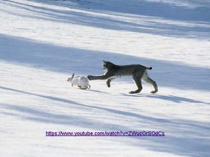 https: //www. youtube. com/watch? v=ZWuc. Or. SOd. Cs 
