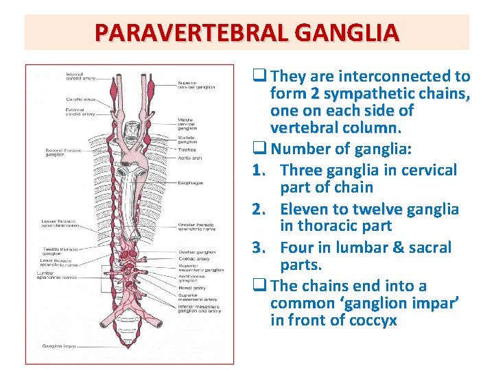 PARAVERTEBRAL GANGLIA q They are interconnected to form 2 sympathetic chains, one on each