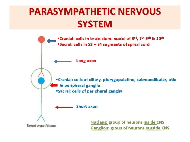 PARASYMPATHETIC NERVOUS SYSTEM §Cranial: cells in brain stem: nuclei of 3 rd, 7 th
