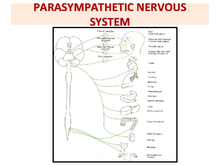 PARASYMPATHETIC NERVOUS SYSTEM 