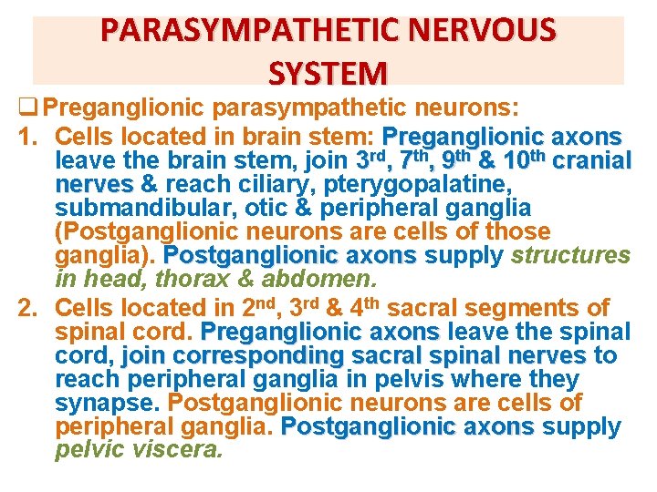 PARASYMPATHETIC NERVOUS SYSTEM q Preganglionic parasympathetic neurons: 1. Cells located in brain stem: Preganglionic