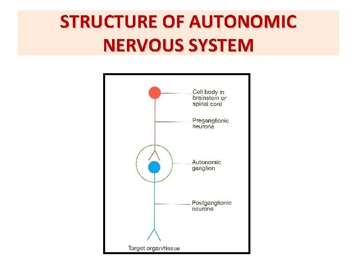 STRUCTURE OF AUTONOMIC NERVOUS SYSTEM 