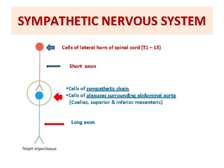 SYMPATHETIC NERVOUS SYSTEM Cells of lateral horn of spinal cord (T 1 – L