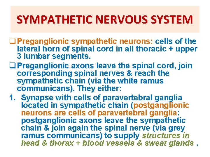 SYMPATHETIC NERVOUS SYSTEM q Preganglionic sympathetic neurons: cells of the lateral horn of spinal