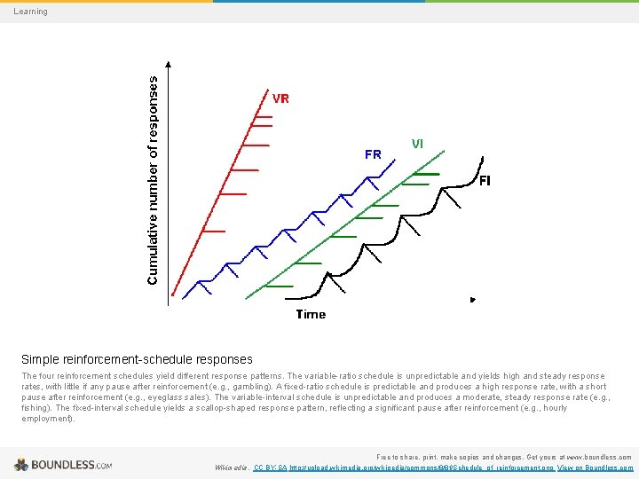 Learning Simple reinforcement-schedule responses The four reinforcement schedules yield different response patterns. The variable-ratio