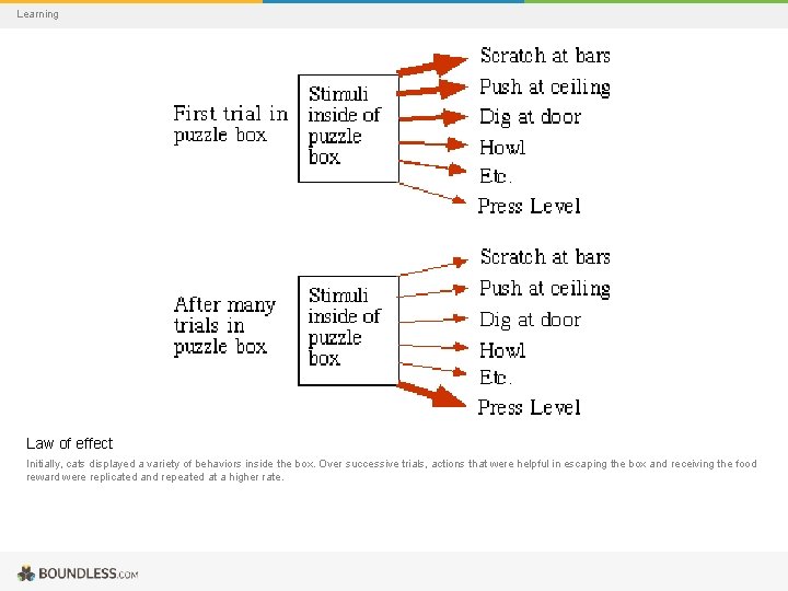 Learning Law of effect Initially, cats displayed a variety of behaviors inside the box.