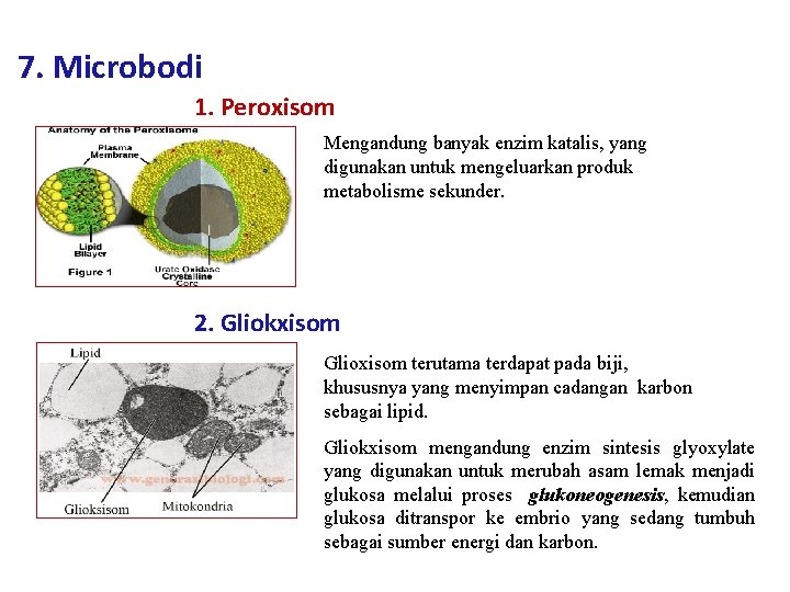 7. Microbodi 1. Peroxisom Mengandung banyak enzim katalis, yang digunakan untuk mengeluarkan produk metabolisme