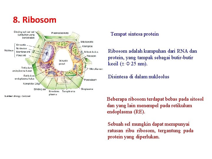 8. Ribosom Tempat sintesa protein Ribosom adalah kumpuhan dari RNA dan protein, yang tampak