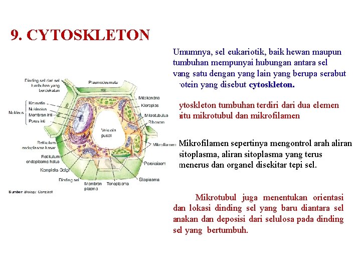 9. CYTOSKLETON Umumnya, sel eukariotik, baik hewan maupun tumbuhan mempunyai hubungan antara sel yang