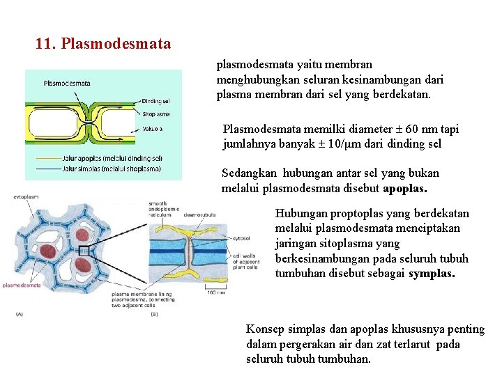 11. Plasmodesmata plasmodesmata yaitu membran menghubungkan seluran kesinambungan dari plasma membran dari sel yang