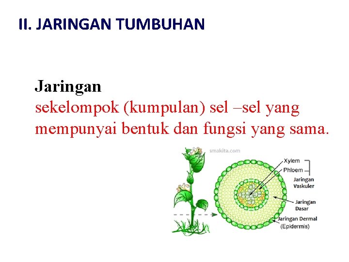 II. JARINGAN TUMBUHAN Jaringan sekelompok (kumpulan) sel –sel yang mempunyai bentuk dan fungsi yang