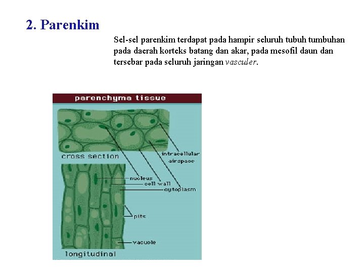 2. Parenkim Sel-sel parenkim terdapat pada hampir seluruh tubuh tumbuhan pada daerah korteks batang