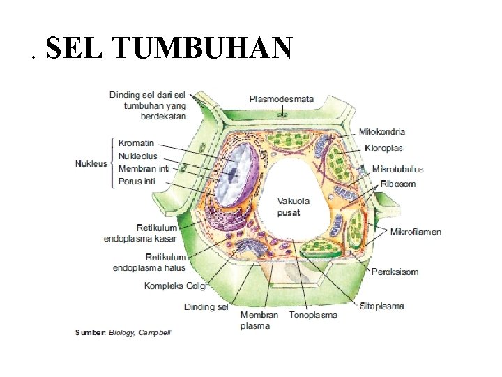 . SEL TUMBUHAN 