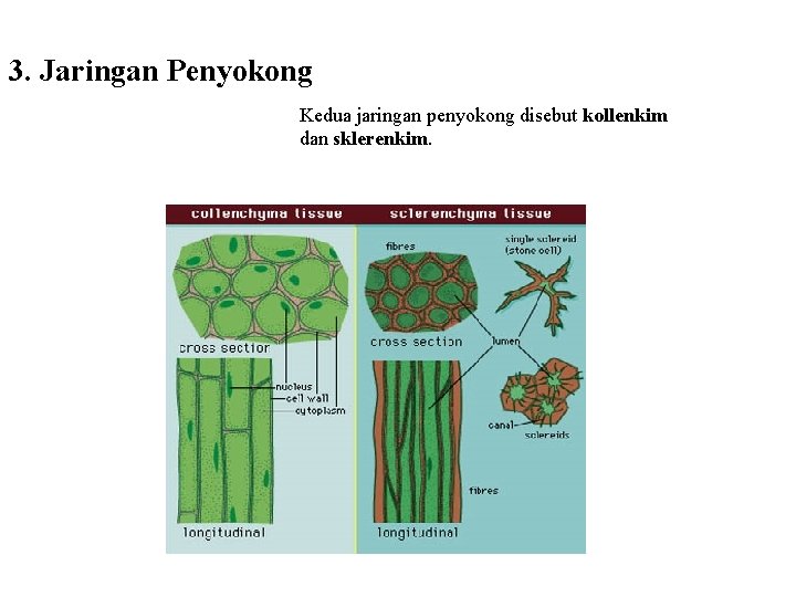 3. Jaringan Penyokong Kedua jaringan penyokong disebut kollenkim dan sklerenkim. 