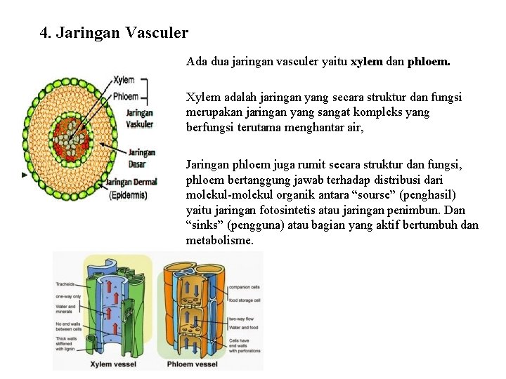 4. Jaringan Vasculer Ada dua jaringan vasculer yaitu xylem dan phloem. Xylem adalah jaringan