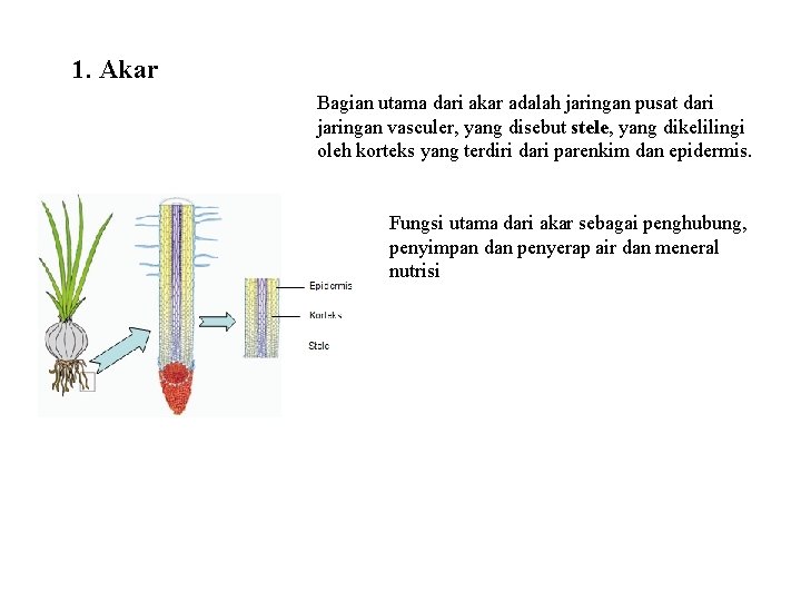 1. Akar Bagian utama dari akar adalah jaringan pusat dari jaringan vasculer, yang disebut