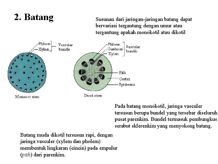 2. Batang Susunan dari jaringan-jaringan batang dapat bervariasi tergantung dengan umur atau tergantung apakah