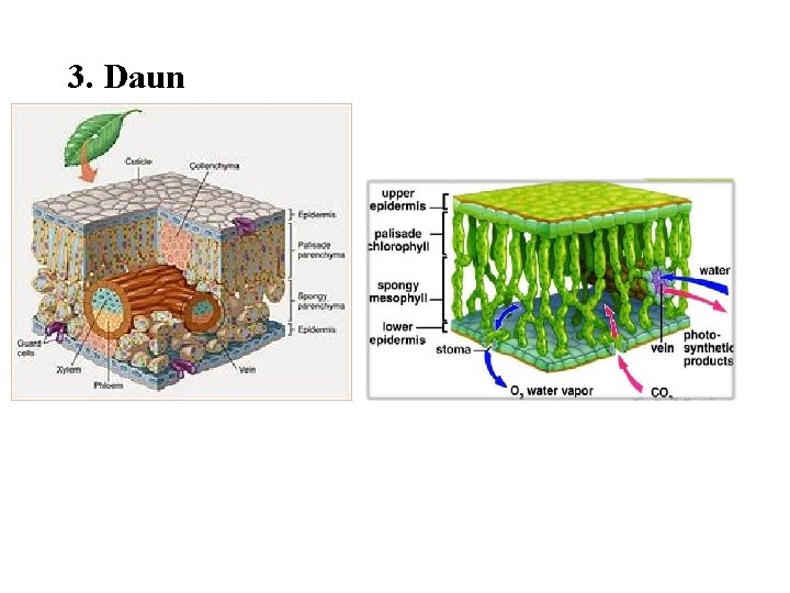 3. Daun 