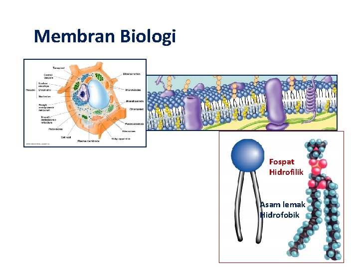 Membran Biologi Fospat Hidrofilik Asam lemak Hidrofobik 