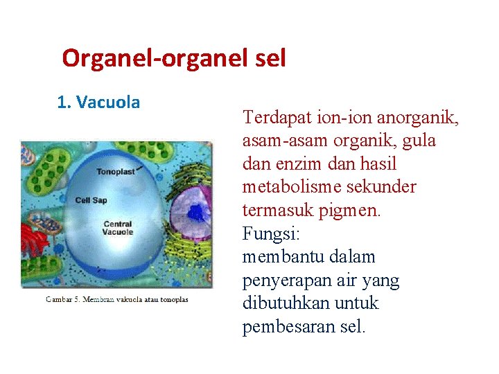 Organel-organel sel 1. Vacuola Terdapat ion-ion anorganik, asam-asam organik, gula dan enzim dan hasil