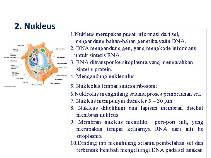 2. Nukleus 1. Nukleus merupakan pusat informasi dari sel, mengandung bahan-bahan genetika yaitu DNA.