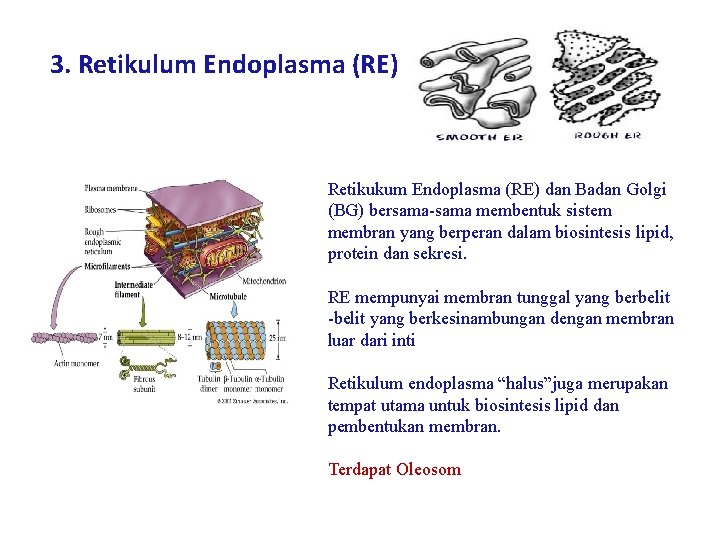 3. Retikulum Endoplasma (RE) Retikukum Endoplasma (RE) dan Badan Golgi (BG) bersama-sama membentuk sistem