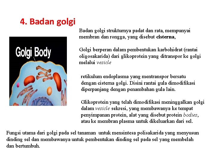 4. Badan golgi strukturnya padat dan rata, mempunyai membran dan rongga, yang disebut cisterna,