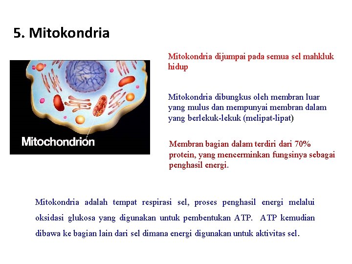 5. Mitokondria dijumpai pada semua sel mahkluk hidup Mitokondria dibungkus oleh membran luar yang