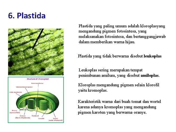 6. Plastida yang paling umum adalah kloroplasyang mengandung pigmen fotosintesa, yang melaksanakan fotosintesa, dan