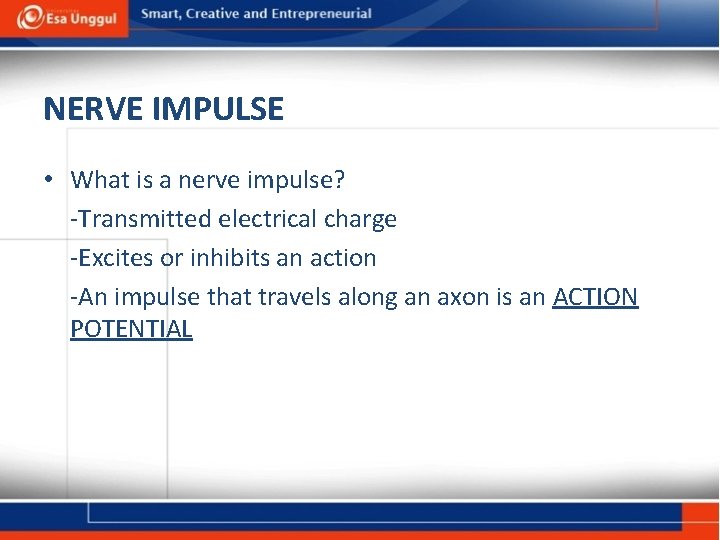 NERVE IMPULSE • What is a nerve impulse? -Transmitted electrical charge -Excites or inhibits