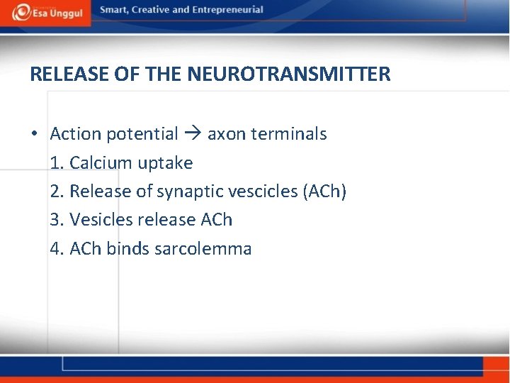 RELEASE OF THE NEUROTRANSMITTER • Action potential axon terminals 1. Calcium uptake 2. Release