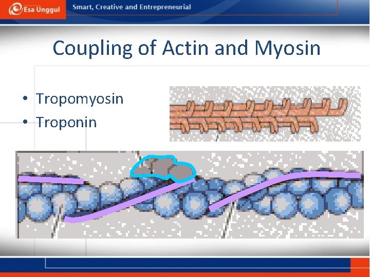 Coupling of Actin and Myosin • Tropomyosin • Troponin 