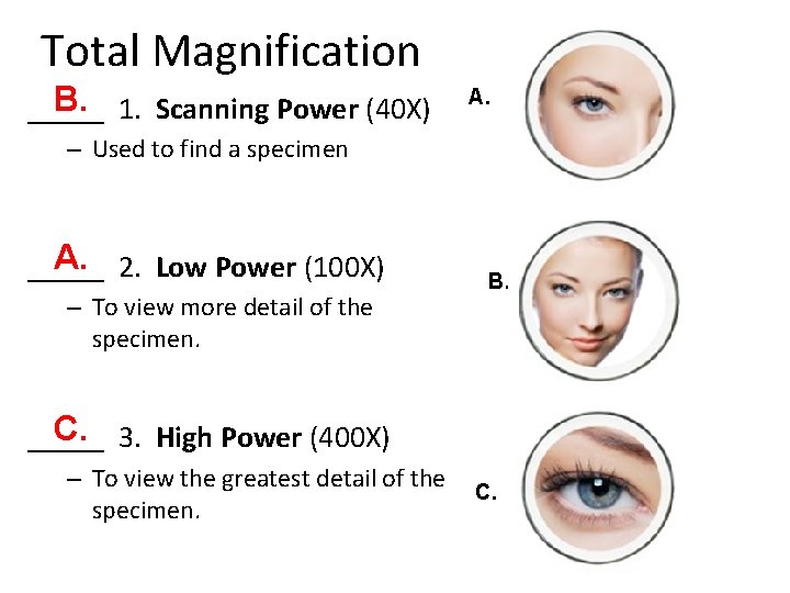 Total Magnification B. 1. Scanning Power (40 X) _____ A. – Used to find