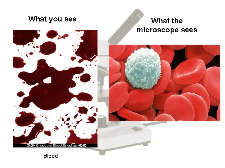What you see Blood What the microscope sees 