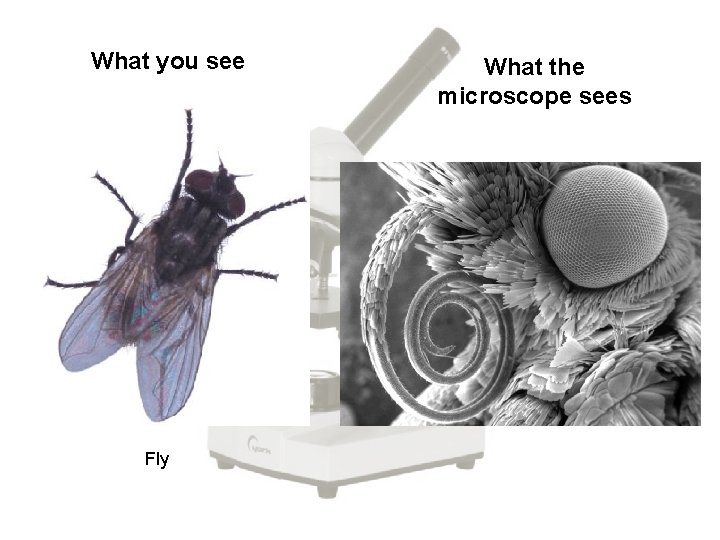What you see Fly What the microscope sees 
