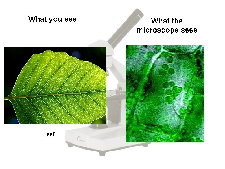 What you see Leaf What the microscope sees 