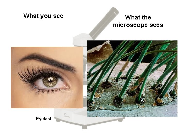 What you see Eyelash What the microscope sees 