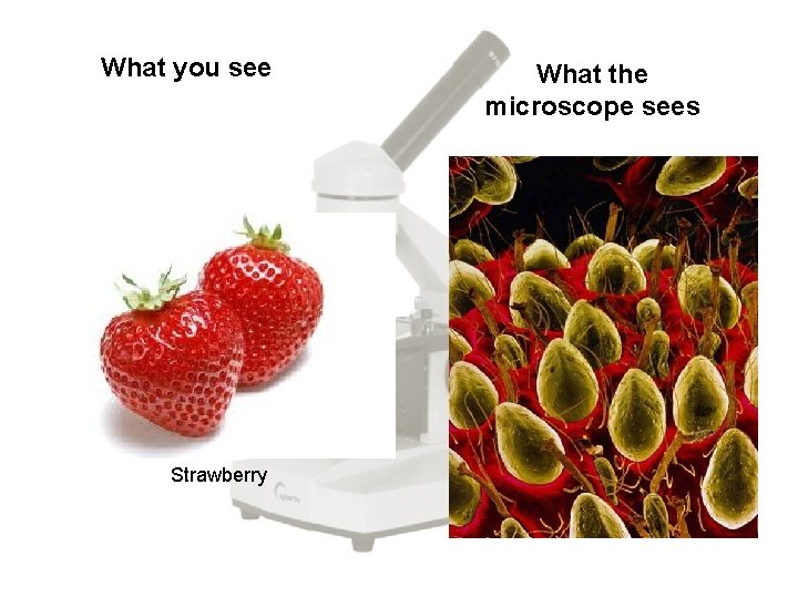 What you see Strawberry What the microscope sees 