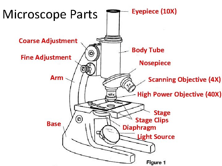 Microscope Parts Eyepiece (10 X) Coarse Adjustment Fine Adjustment Arm Body Tube Nosepiece Scanning