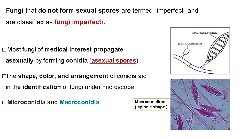 Fungi that do not form sexual spores are termed “imperfect” and are classified as