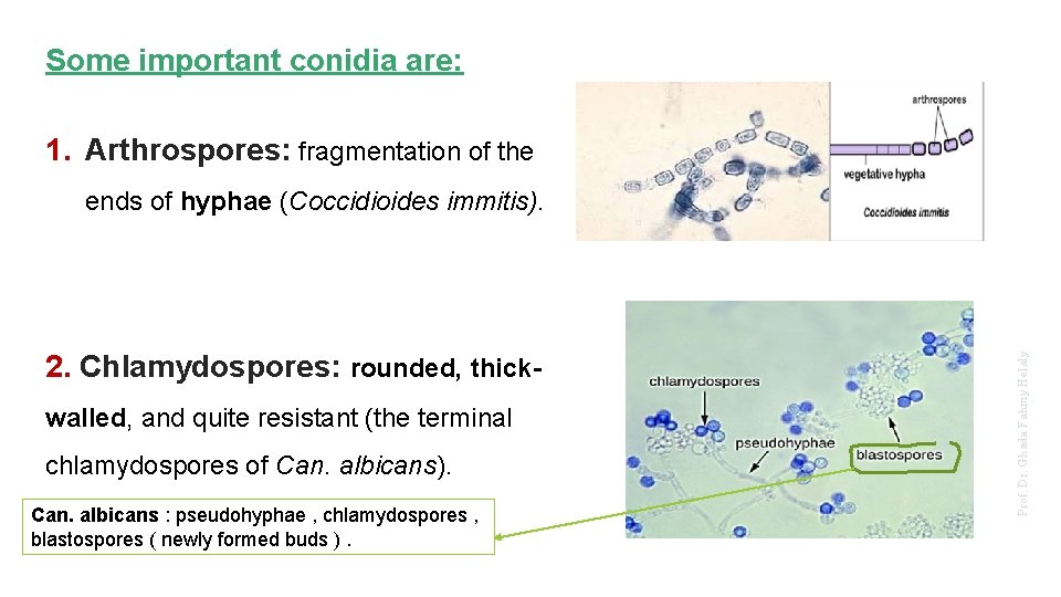 Some important conidia are: 1. Arthrospores: fragmentation of the 2. Chlamydospores: rounded, thickwalled, and