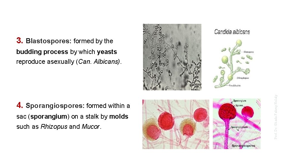 3. Blastospores: formed by the budding process by which yeasts 4. Sporangiospores: formed within