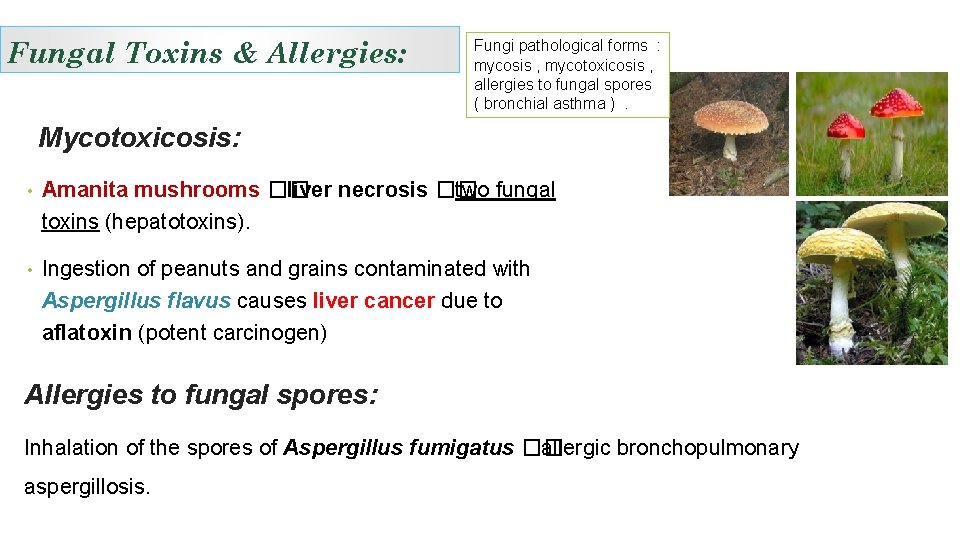 Fungal Toxins & Allergies: Fungi pathological forms : mycosis , mycotoxicosis , allergies to
