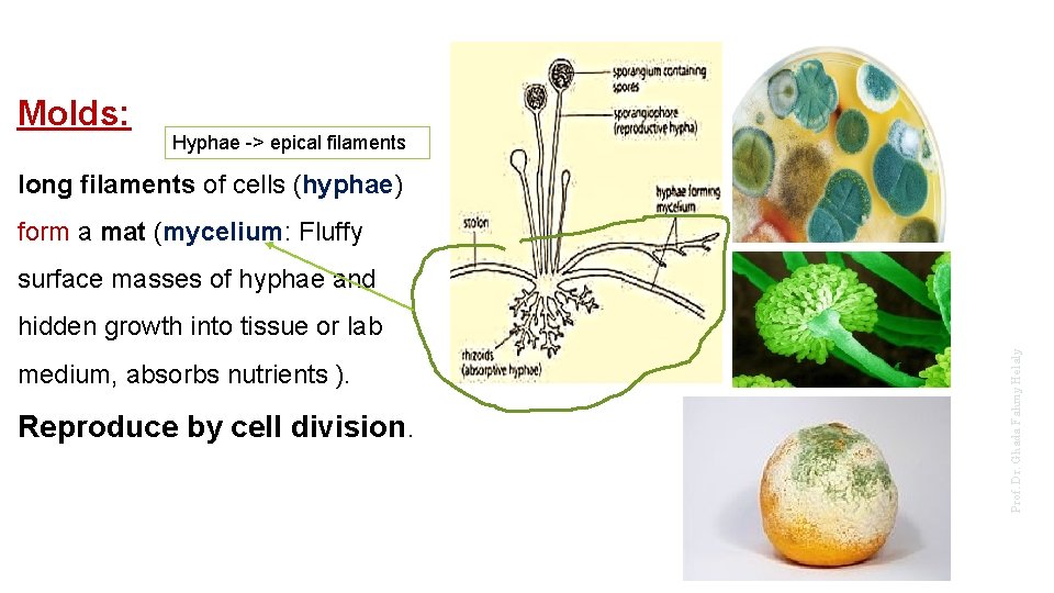 Molds: Hyphae -> epical filaments long filaments of cells (hyphae) form a mat (mycelium: