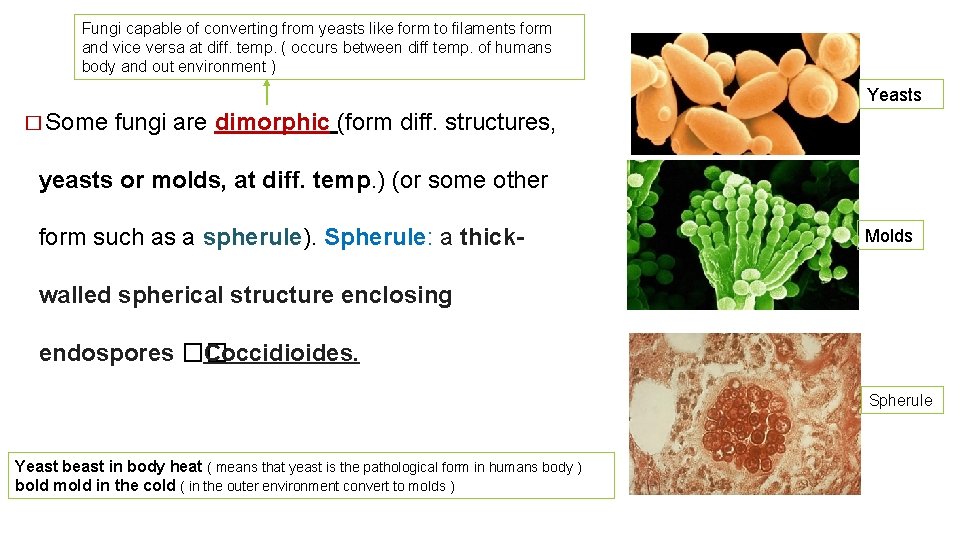 Fungi capable of converting from yeasts like form to filaments form and vice versa